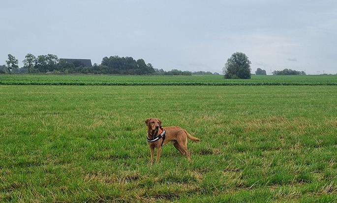 Sporhunde skal finde ukrudt på svenske marker