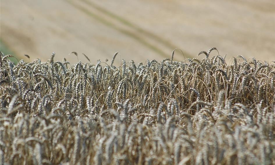 Lantmännen Agro leverer rekordoverskud trods mindre omsætning